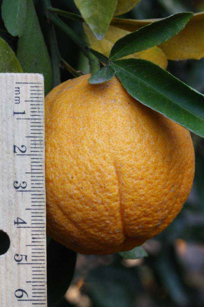            Fruit (Riverside, CA)   